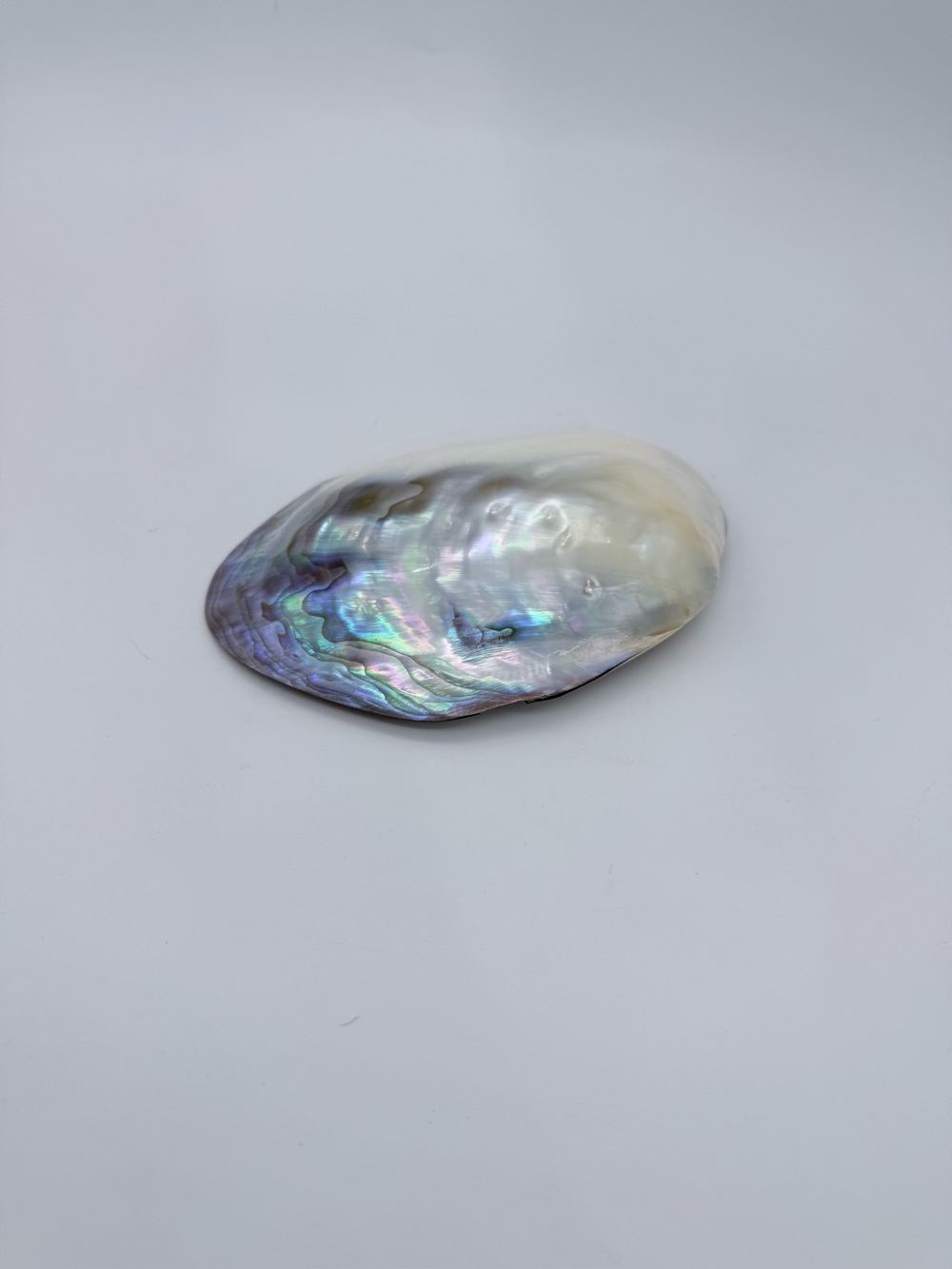 Vtg. Large Polished Iridescent Mother Of Pearl Oyster Shell Collector Specimen